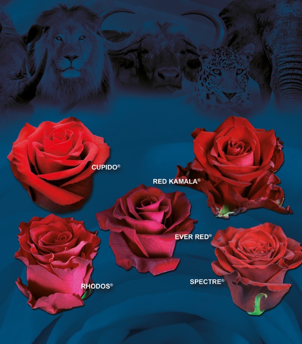 Meet my Roses – De Ruiter