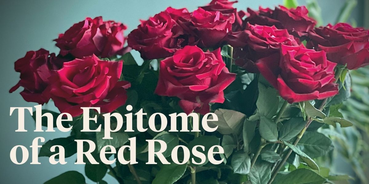Pure and Truly Deep Red… Every Lady Deserves Ever Red Roses
