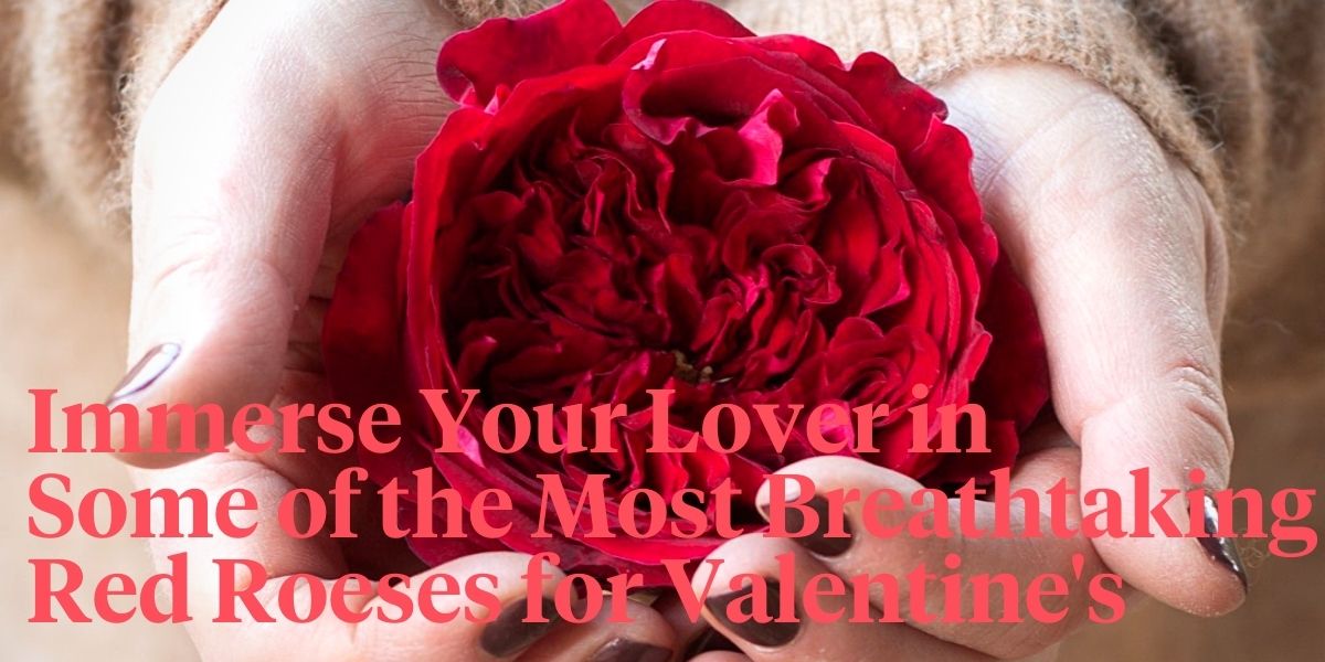 Which Red Roses Do YOU Choose for Valentine’s Day?