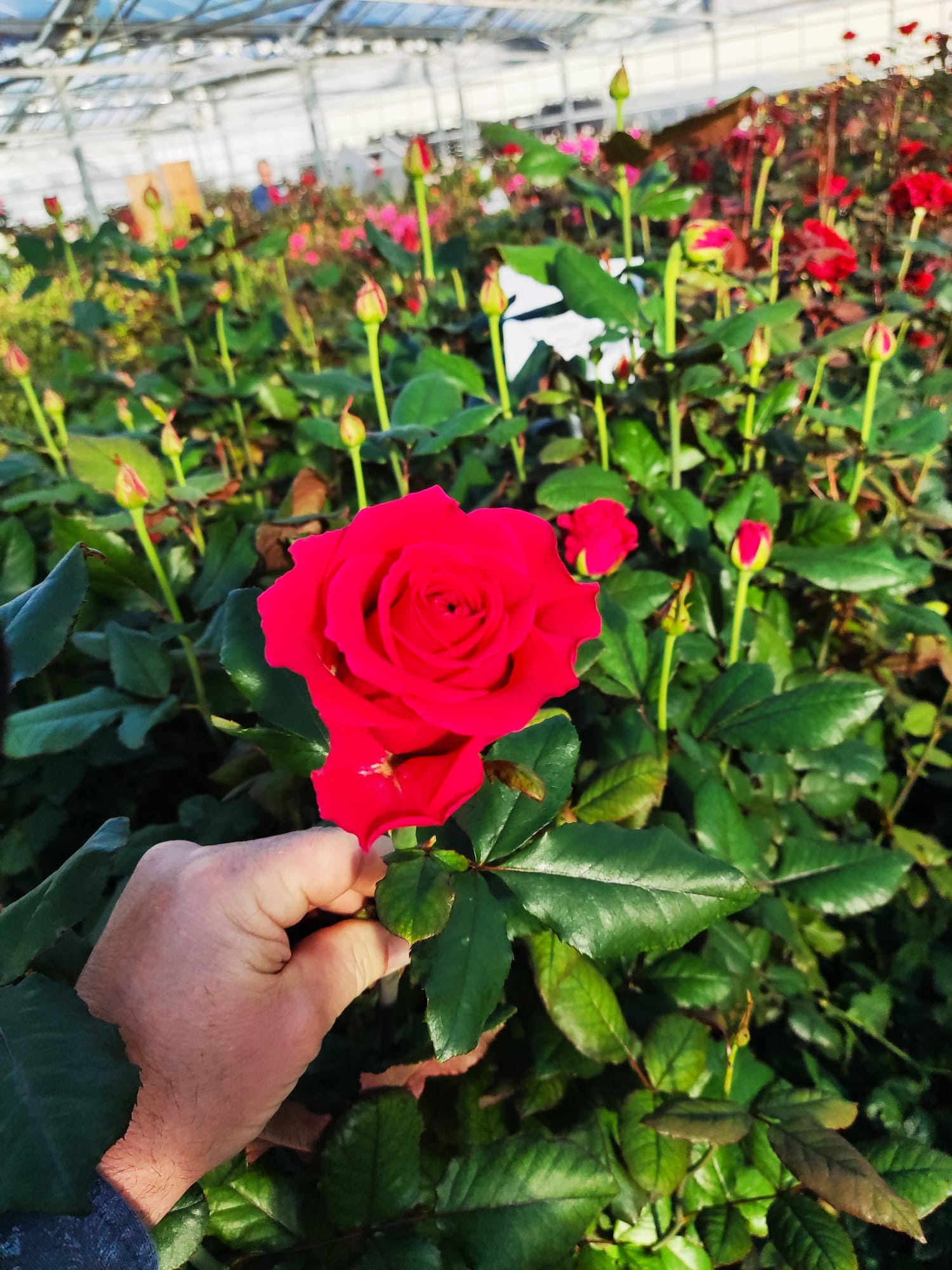 Meet my Roses® - De Ruiter