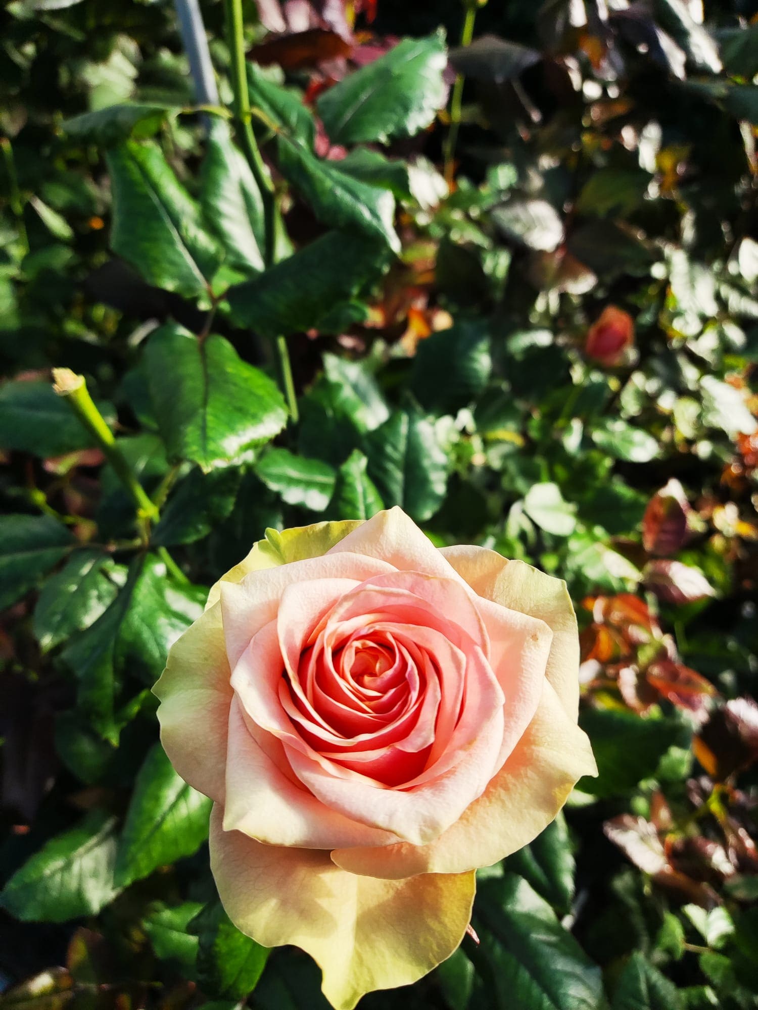 Meet My Roses® - De Ruiter