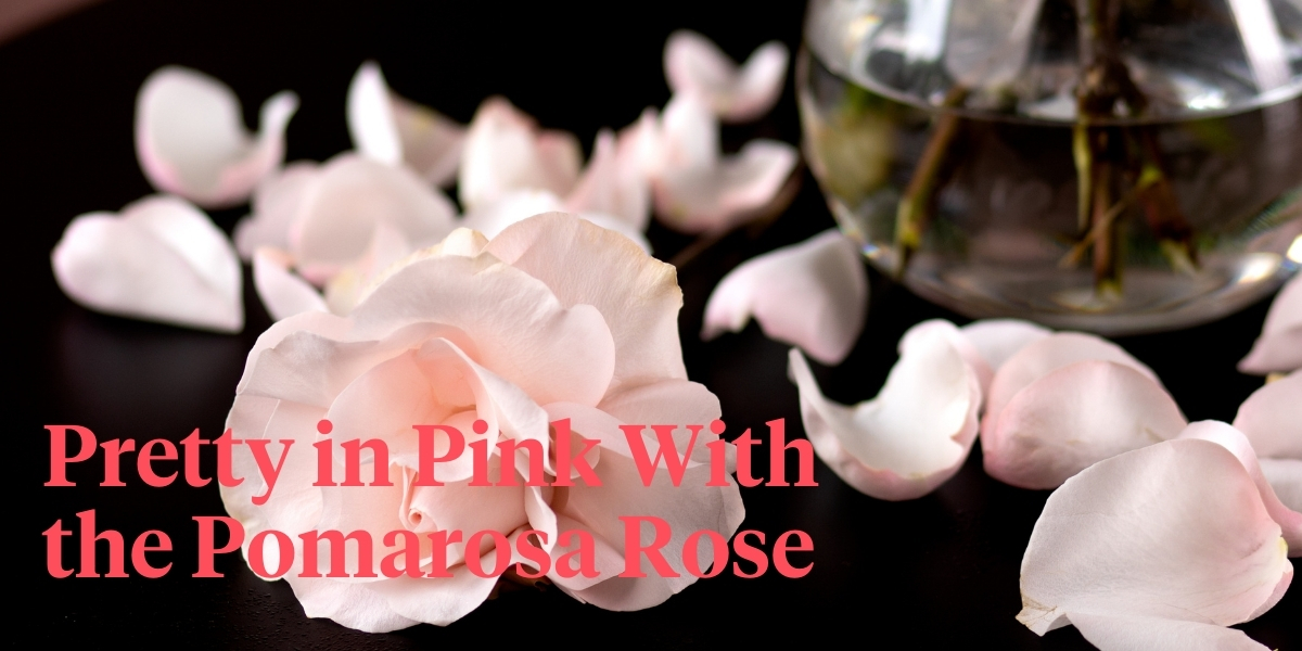 Who Will Say No to the Beautiful Pomarosa Rose?