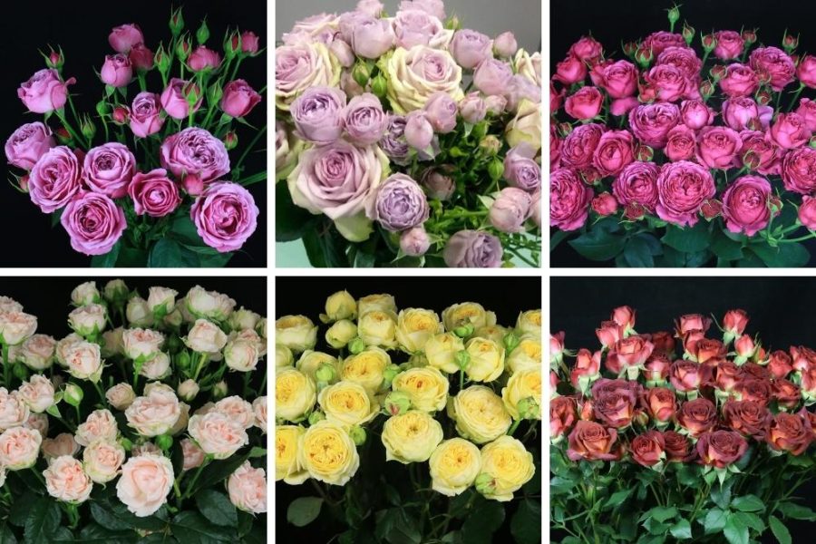 Check Out These Spray Roses Blooming at De Ruiter East Africa - De Ruiter
