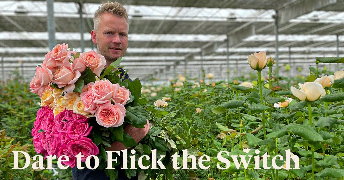 Growing Cold Greenhouse Roses and Saving Energy – It’s Possible!