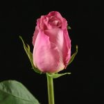 rose babbaloo