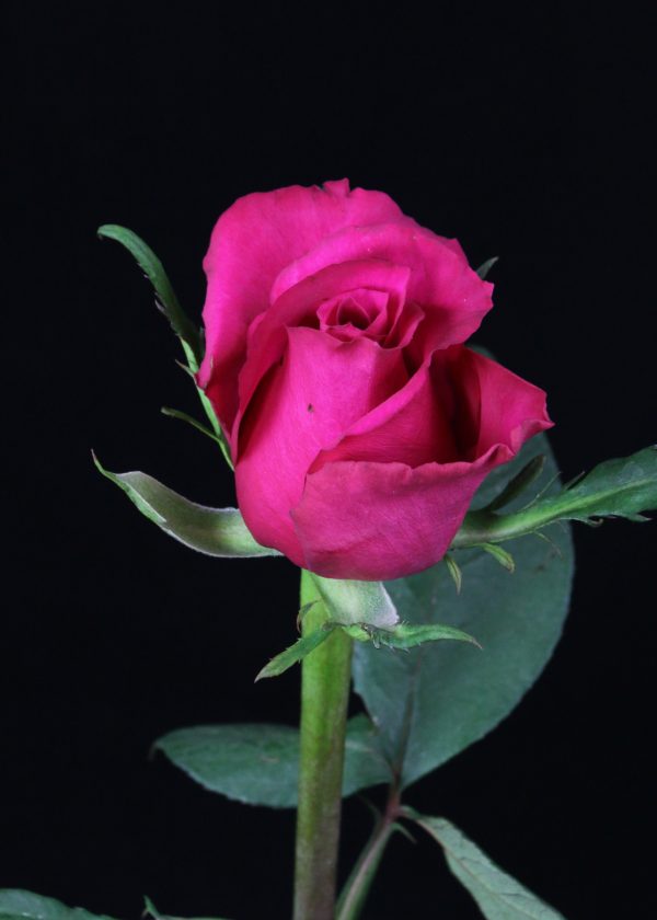 rose Ever Pink