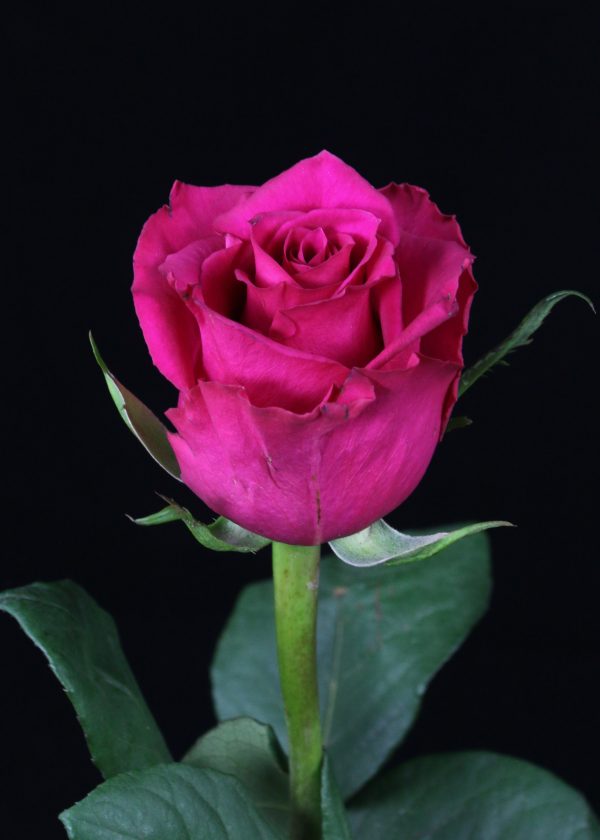 rose Ever Pink