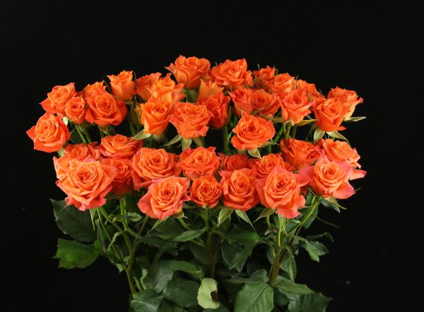 Rose Mandarin Bouquet