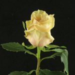 Rose Cuta Enigma